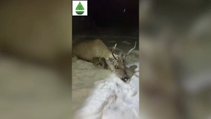 Спасение оленя, тонувшего в Байкале, попало на видео