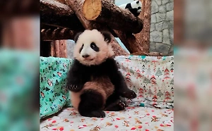 Мама-панда начала выводить малышку Катюшу в большой вольер
