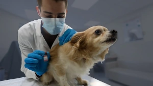 "Забирайте существо ваше": Как ветеринары делают деньги на ваших любимцах