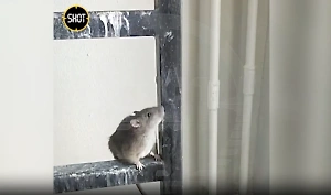 "Бегают по потолку, спят на батарее": Полчища крыс держат в страхе жильцов многоэтажки в Подмосковье