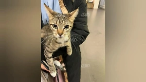 Пассажиры бросили кошку в московском аэропорту и улетели из страны