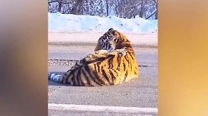 Лежал и не шевелился: Автомобиль сбил тигра на трассе в Хабаровском крае