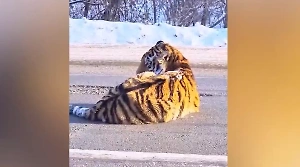 Автомобиль сбил тигра на трассе в Хабаровском крае