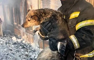 При тушении пожара в приюте для животных в Южно-Сахалинске спасли около 360 питомцев