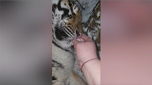 "Русские — с другой планеты!": Иностранцев поверг в шок ролик, где россиянка кормит тигрицу с рук