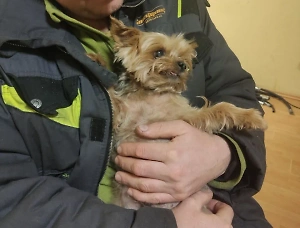 Собаку спасли на мусорном заводе в Петербурге за минуту до измельчения