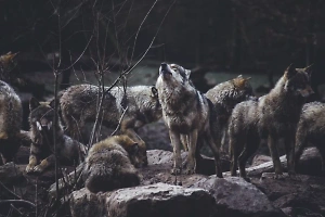 Не смотрите в глаза, цельтесь в нос: Россиянам рассказали, как победить в схватке с волком