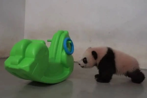 "Страшно, но интересно": Малышка-панда Катюша испугалась новой игрушки