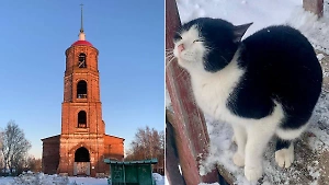 Житель Коломны проехал 100 км, чтобы спасти застрявшего на колокольне кота