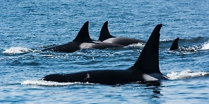 На Камчатке спасатели неводом перемещают к морю застрявших на мелководье косаток