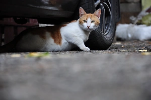 Москвичка спасла 18 кошек из машины, в которой год жила женщина с дочкой