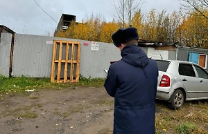 В Петербурге бродячие собаки напали на 12-летнего ребёнка, возбуждено дело