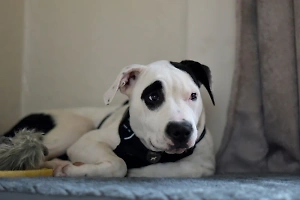 «Выла от боли»: Соседи отбили собаку у пьяного хозяина, который чуть не забил её до смерти