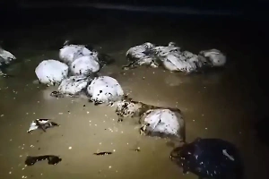 Шторм в Анапе уносит мешки с собранным мазутом обратно в Чёрное море — видео