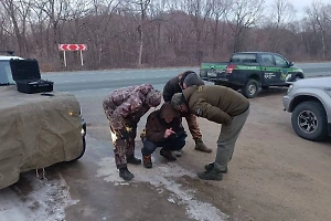 Амурский тигр попал под колёса автомобиля в Приморье и в крови сбежал в лес