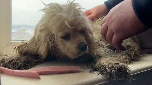Life.ru публикует видео спасения собаки, которая погибала в запертой квартире без еды и воды