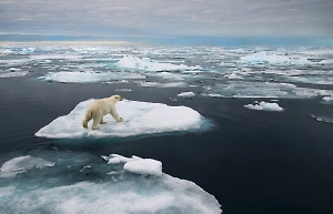 Предвестник катастрофы: Учёные встревожены вымиранием в Северном Ледовитом океане