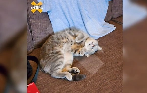 Кот умер во время чистки зубов в ветклинике в Казани, но хозяйке даже не сообщили