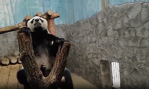 Московский зоопарк показал, как панда Диндин "медитирует" на бревне без Катюши