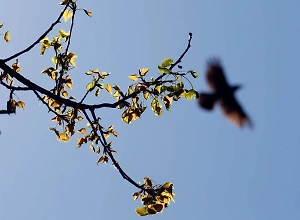 Названы птицы – вестники весны, которые прилетают в конце февраля