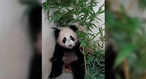 В Московском зоопарке показали, как панда-хулиганка Катюша кусает рабочих, пока мамы нет рядом