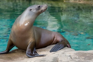 Прибывшего из Литвы тюленя-тирана наказали за приставание к Кильке в зоопарке Калининграда