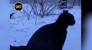 Выслеживает "птичек" ВСУ: Чёрную кошку Багиру приняли в артвойска в зоне СВО