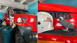 Говорящий попугай Жорик стал талисманом пожарной части в Башкирии