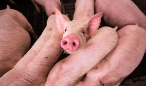 В Японии научились выводить свиней для пересадки органов человеку