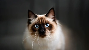 Нежные и пушистые: 7 пород милых кошек, которые станут любимцами всей семьи