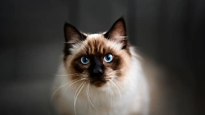 7 пород милых кошек, которые станут любимцами всей семьи