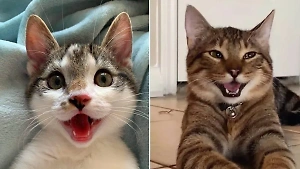 10 таких довольных усатых, что по ним сразу видно: они тоже празднуют Всемирный день кошек