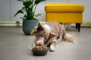 Корм или натурпродукт: Учёный поставил точку в споре, чем кормить собак и кошек