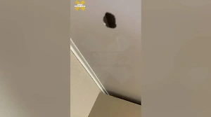 Голодные крысы прогрызли огромную дыру в потолке в подмосковной квартире