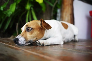Кинолог назвал худшее наказание для собак, которое ведёт к неприятным последствиям