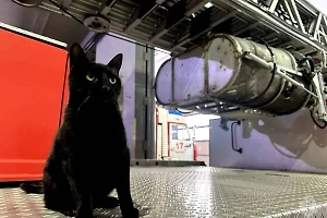 Чёрная кошка Муся стала талисманом пожарной части в подмосковных Мытищах
