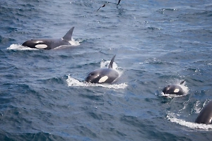 Защитники китов считают, что Япония не пойдёт на политические уступки ради застрявших косаток