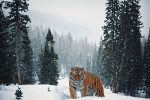 Амурский тигр пробудил медведя от зимней спячки в заповеднике Хабаровского края