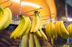 В Россельхознадзоре прокомментировали ситуацию с экспортом бананов из Эквадора