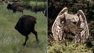 10 смешных кадров дикой природы, когда фотограф немного облажался, но это было только к лучшему