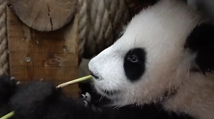 "Умело удерживает палочки": В Московском зоопарке раскрыли тайну шестого "пальца" панды Катюши