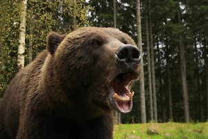 Медведь отгрыз охотнику щёку, но тот отомстил, превратив хищника в шашлык