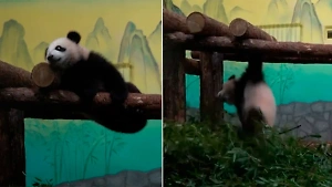 Панда Катюша упала с высоты, но в Московском зоопарке заверили, что это не опасно