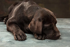 Питомец не простит: 5 грубых ошибок в уходе, которые могут искалечить вашу собаку