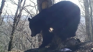 В Приморье попали на видео первые весенние "танцы" проснувшихся медведей