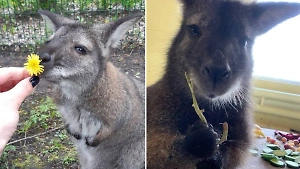 В Белгородском зоопарке при обстреле ВСУ погибла кенгуру Гранди, и её история разобьёт вам сердечко