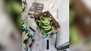 Таможенники в Санкт-Петербурге нашли 11 кг кокаина в бананах