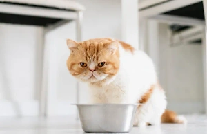 "Не всё коту Масленица": Ветеринар объяснила опасность блинов для питомцев