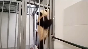 В Московском зоопарке закричали "караул" из-за новой способности панды Катюши