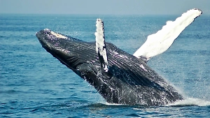 Китов призвали приравнять к людям в Новой Зеландии